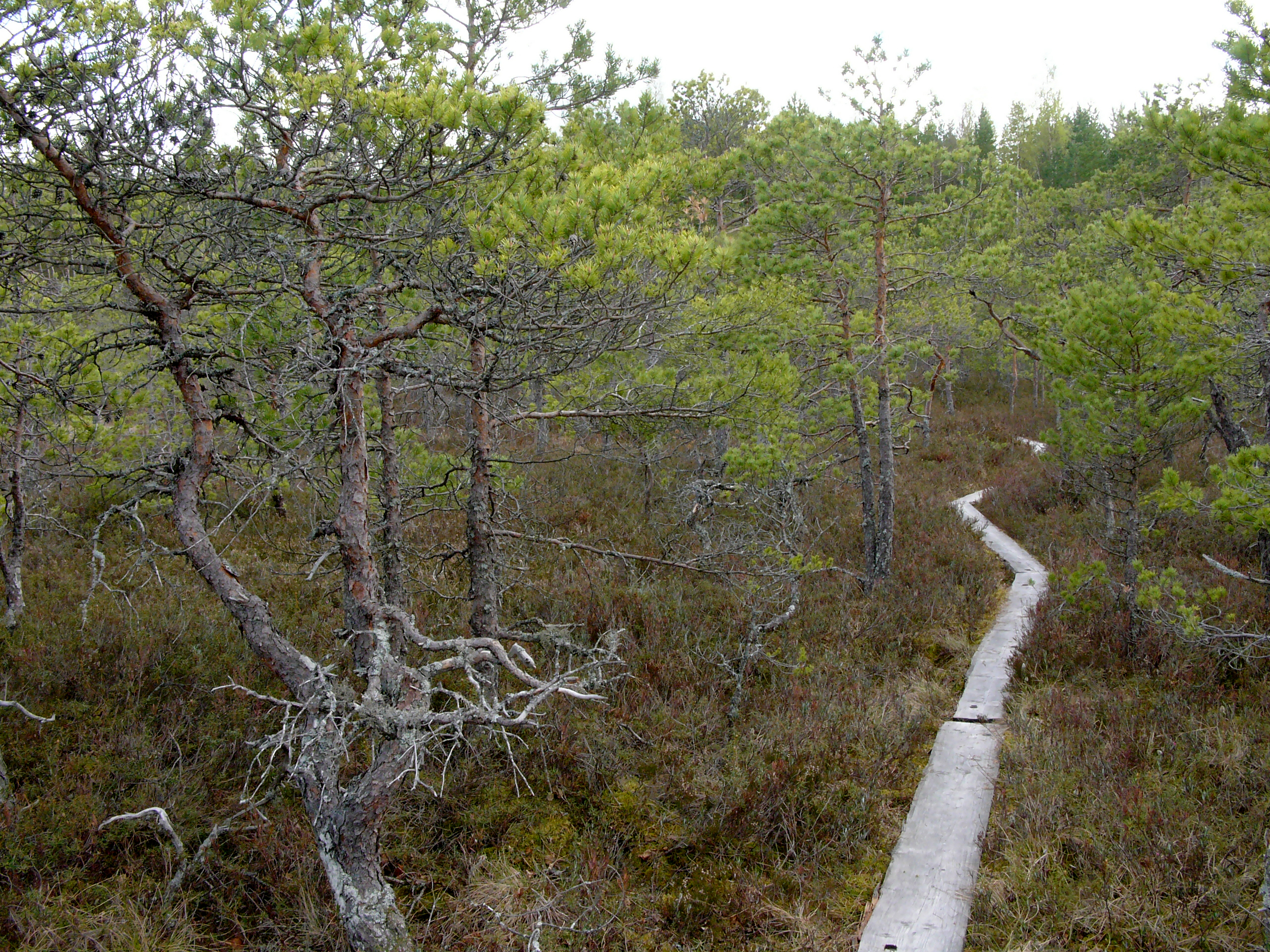 Retkeily- ja ulkoilureitit – Kokemäen kaupunki