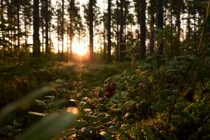 Kuvassa aurinko kajastaa metsän reunasta, kuvan etualalla on puolukan varpuja, joissa marjoja. Kuva esittää mäntymetsää ilta-auringossa.