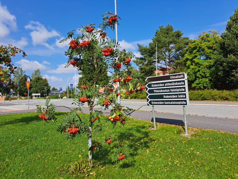 Pihlajanmarjat ja koulujen kyltitys