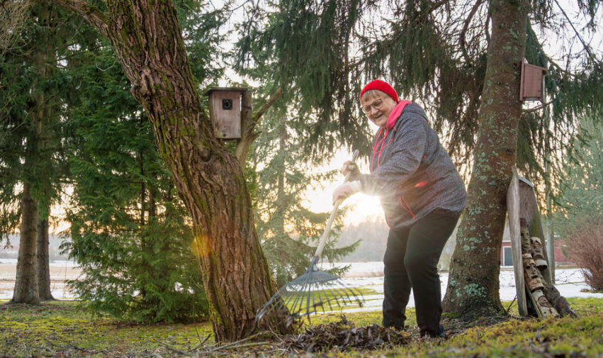 Mummo haravoimassa aurinkoisessa puumaisemassa jossa puissa linnunpönttöjä.